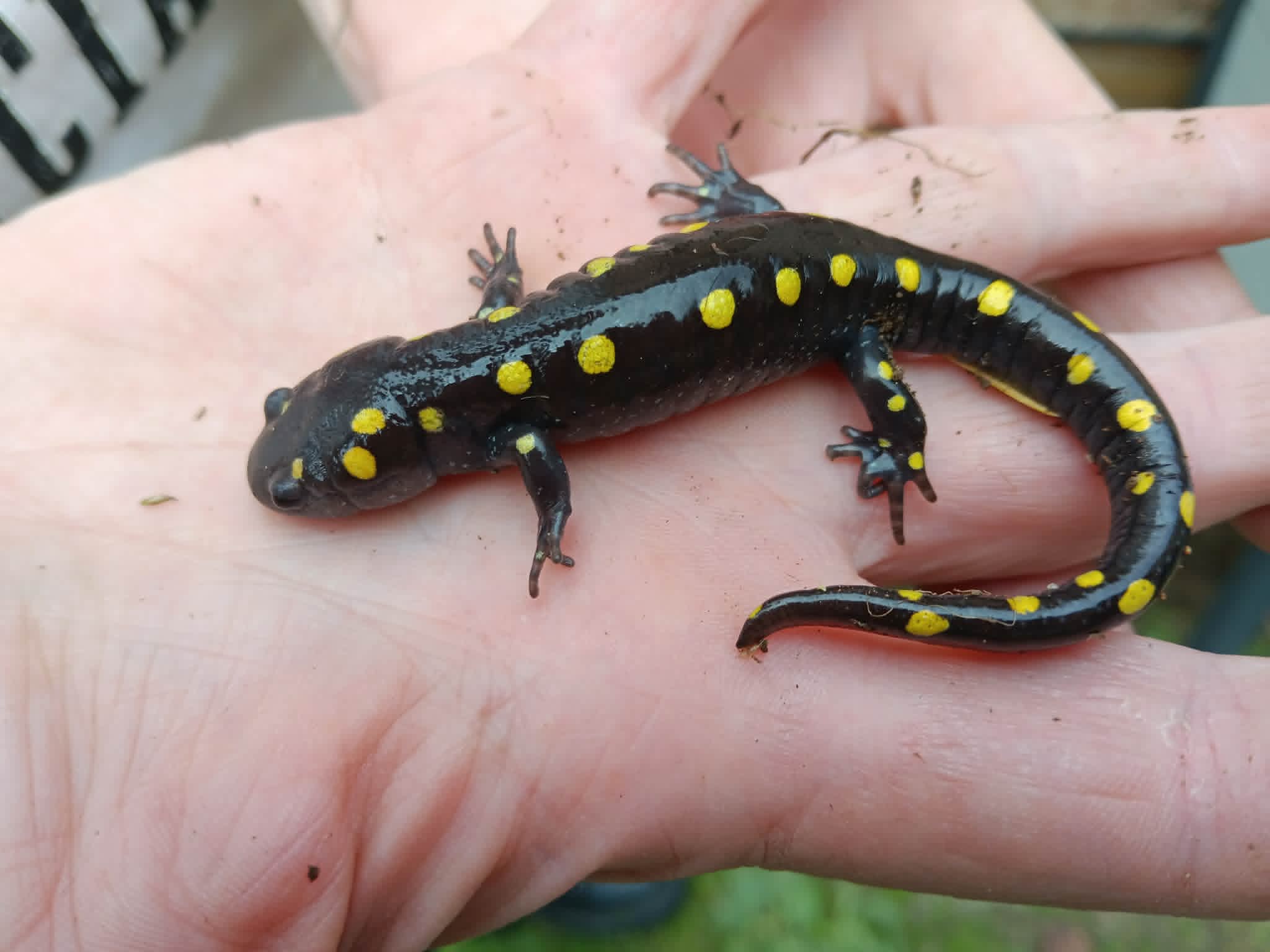 Scaled animal pets